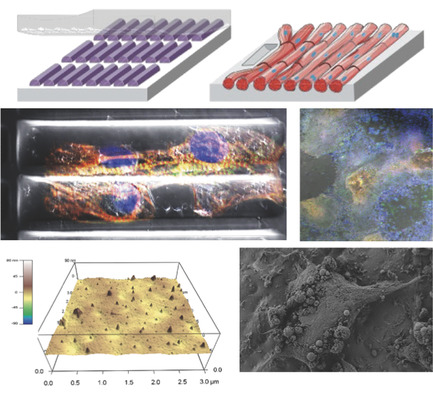 Stem Cell‐Derived Cardiomyocytes
